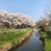 今年の見事な花を咲かせています