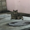 猫は汗をかく代わりに‥‥