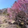 十津川温泉から湯の峰温泉まで一人でちょっくら行ってきました♪