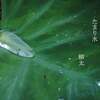 里芋の葉