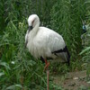 野田市の放鳥コウノトリ