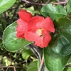   花もいつ咲くか迷う気候？
