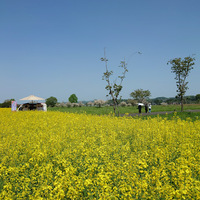 桜だけじゃない北上展勝地