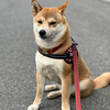 山里でごちそうになりました