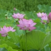 ✿小石川後楽園　蓮の花が見頃です😊