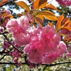 八重桜