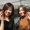 完熟いちご🍓狩り情報4月7日(日)開園日‼️❣️💕✨💫