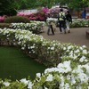 2026.4.25　清水公園・花ファンタジア