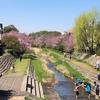 野川とその支流 ふり返りの川あるき その５