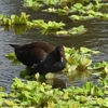 沖縄県総合運動公園の野鳥たち