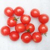 食べ蒔き2021年9月上旬･早くもゴーヤーに低温障害が顕れる中で纏まった数のミニトマトを収穫