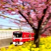 京急　三浦海岸の河津桜　２０１６　その４