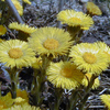 004 Coltsfoot