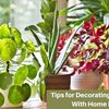 Tips for Decorating Your Home With Home Plants