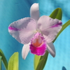 Cattleya  trianae f.pincelada`Sprite'    