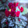 花の色を鮮やかにするには～RGBレベル(darktable3.0第59回）