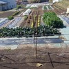 実家の畑で農作業