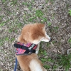 お散歩で乾燥、だよ