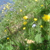 スイス高原の草花たち（５）
