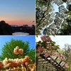 花の色など。あれこれ