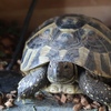 ヒガシヘルマンリクガメ～おはようさん
