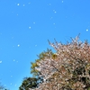 花吹雪&#10048;に鳥さんもあやかる♪