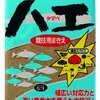 寒バエ釣り 2018　シーズン到来