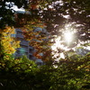 CONTAX Aria #89