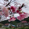 緋寒桜2023