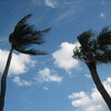 Palm trees in Ft. Lauderdale 