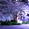 新川公園の夜桜