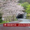 【桜開花情報】2016/04/02 松崎の桜