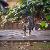 近隣繁華街のねこさん