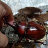 家族でカブトムシ探しに行ってきました【夏休みの締めくくり】