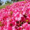 ちょっとだけ 私の病気のこと ー  慢性炎症性脱髄性多発根神経炎( CIDP )