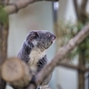 【動物】高坂　こども動物自然公園　コアラの赤ちゃん　活発なコアラが撮影できてナイス　EOS6D