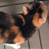 猫ちゃんとの暮らし・・・心がほっこりします。お花を生けました。