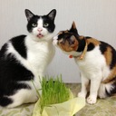 なりみけ