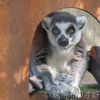 個体紹介　サニー（智光山公園こども動物園）