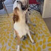 【犬飼う、飼わない問題-その後】ずっとのお家
