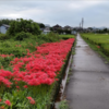 曼珠沙華がいっぱいでした。