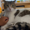 ゴロゴロするきなこもち特集71