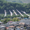 泳げ鯉のぼり相模川 2014