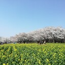 sakurahikaru’s blog