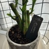 【素晴らしき観葉植物の世界！】俺流観葉植物育ててみた件