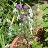 愛らしいチャイブの花をシラス丼に