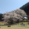 桜狩　根尾谷淡墨桜（うすずみさくら）
