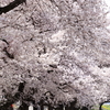 長野電鉄村山付近の桜