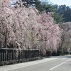 黒板塀に降りかかる枝垂れ桜　″みちのく小京都„ 角館で桜満開（秋田・仙北）