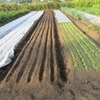 今週の野菜